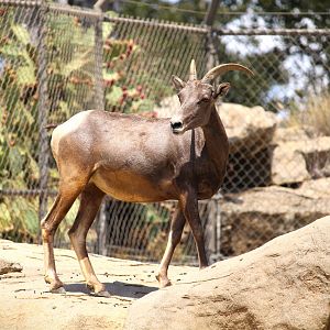 Condor Ridge - Desert Bighorn Sheep