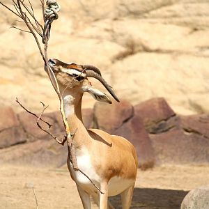 African Plains - Soemmerring's Gazelle