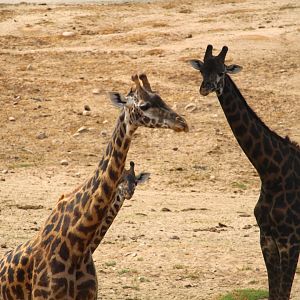African Plains - South Africa - Masai Giraffes
