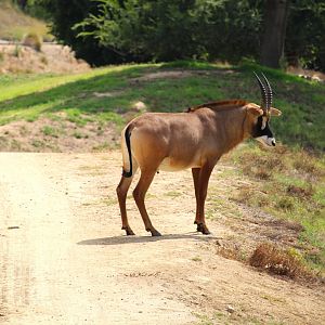 African Plains - Central Africa - Roan Antelope