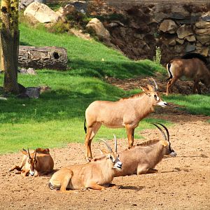 African Plains - Central Africa - Roan Antelope