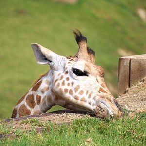 African Plains - East Africa - Giraffe