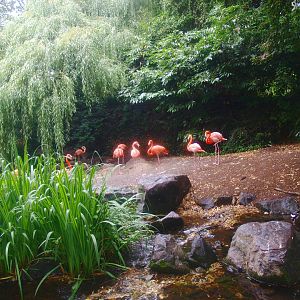 American bird garden - American flamingo beach, 2015-07-19