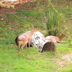 African Outpost - Southern Steenbok