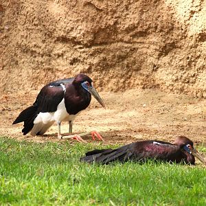 African Outpost - Abdim's Storks