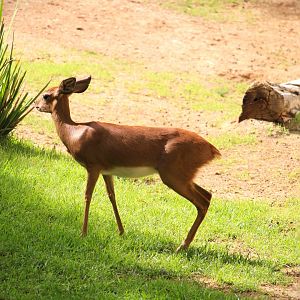African Outpost - Southern Steenbok