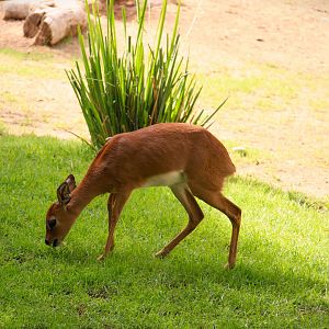 African Outpost - Southern Steenbok