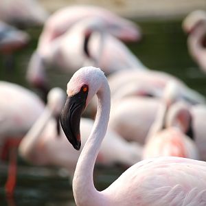African Outpost - Lesser Flamingo