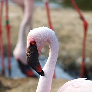 African Outpost - Lesser Flamingo