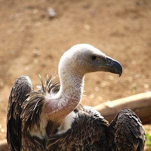 African Woods - Ruppell's Vulture