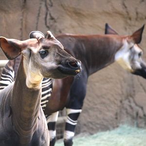 African Woods - Okapi
