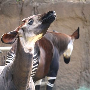 African Woods - Okapi