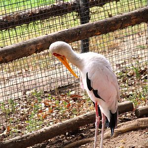 African Woods - Yellow-billed Stork