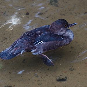 Female Hooded merganser (Lophodytes cucullatus), 2015-07-19