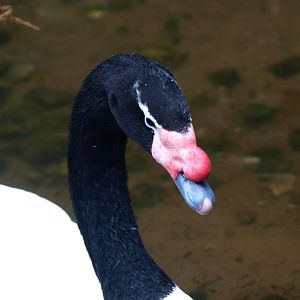 Black-necked swan (Cygnus melancoryphus), 2015-07-19