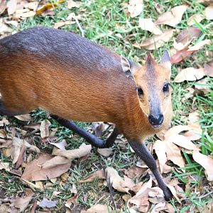 African Woods - Red-flanked Duiker