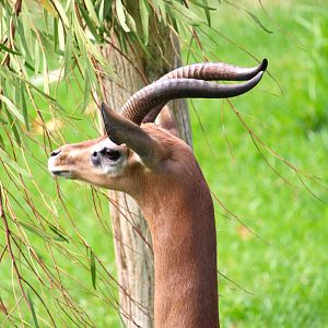 African Woods - Southern Gerenuk