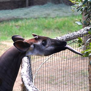 African Woods - Okapi