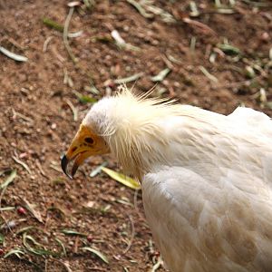 African Woods - Egyptian Vulture