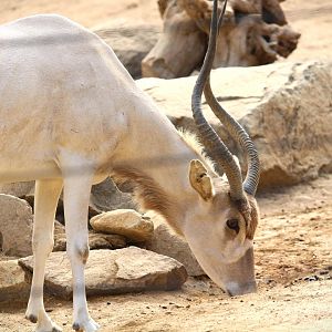 African Woods - Addax