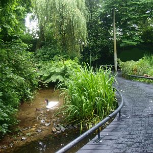 American bird garden, 2015-07-19