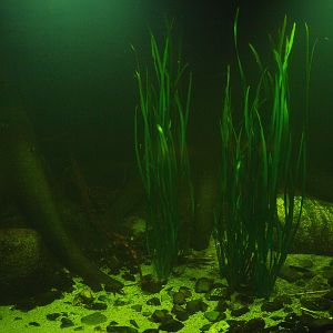 Americasa freshwater tank, 2015-07-19