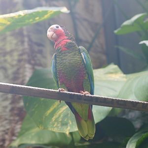 Cuban amazon (Amazona leucocephala leucocephala), 2015-07-19