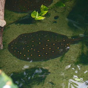 Americasa - Ocellate river stingray (Potamotrygon motoro), 2015-07-19