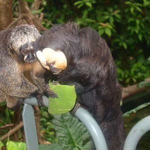 White-faced saki pair (Pithecia pithecia), 2015-07-19