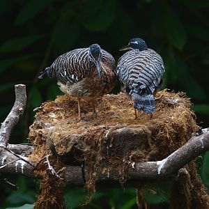 Sunbittern (Eurypyga helias), 2015-07-19