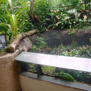 Americasa - Display of Bromeliads and carnivorous plants, 2015-07-19