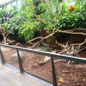 Americasa - Large hairy armadillo exhibit, 2015-07-19