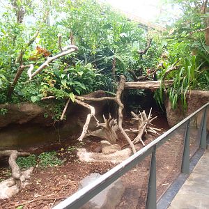 Americasa - Large hairy armadillo exhibit, 2015-07-19