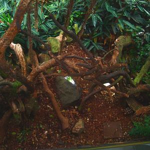 Americasa - Red-footed tortoise exhibit, 2015-07-19