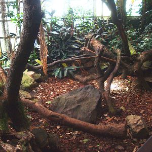 Americasa - Red-footed tortoise exhibit, 2015-07-19