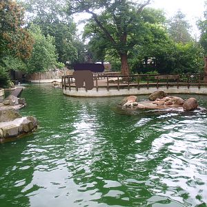 Pinniped exhibit - Housing South American fur seals at the time, 2015-07-19
