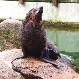 South American fur seal (Arctocephalus australis), 2015-07-19