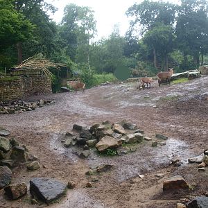 Savanna exhibit, 2015-07-19