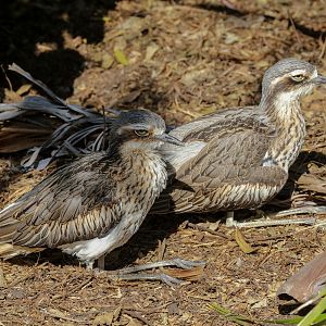 Bush Stone Curlews