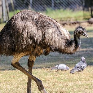 Emu