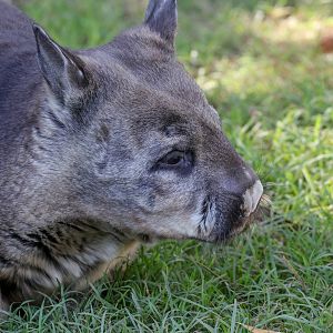 Hairy-nosed Wombat