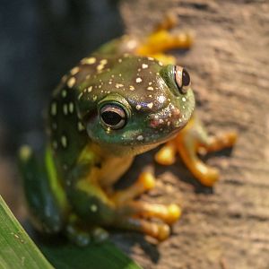 Magnificent Tree Frog