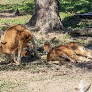 Red Kangaroos