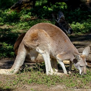 Red Kangaroo female