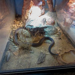 Coastal Taipan enclosure