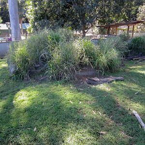 Hairy-nosed Wombat exhibit