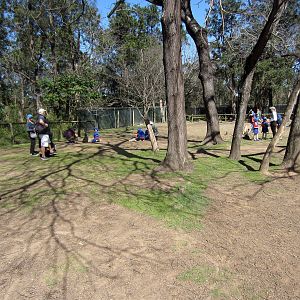 Kangaroo Walkthrough