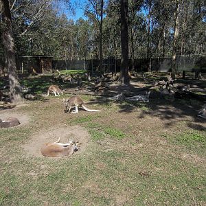 Kangaroo Walkthrough