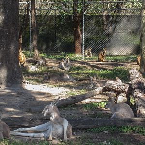 Kangaroo Walkthrough