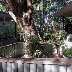 Koala enclosure